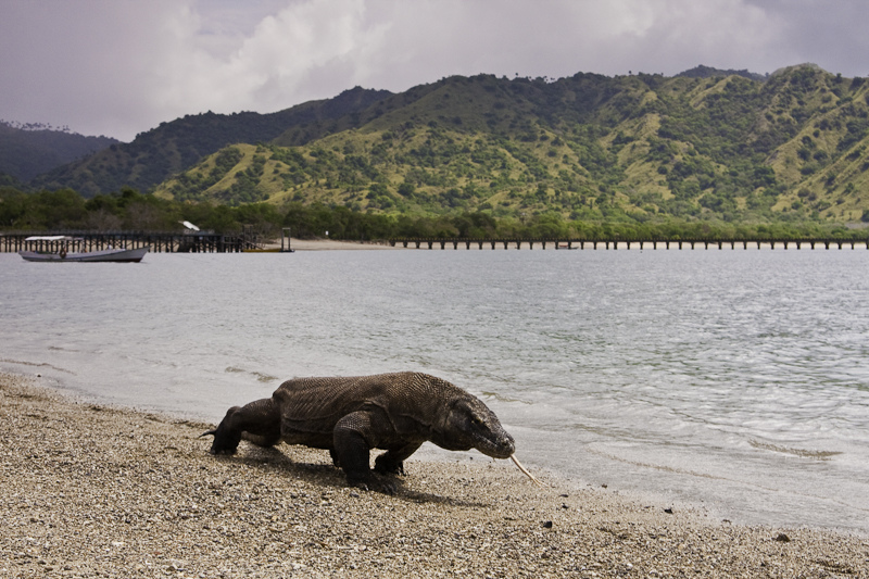 Komodo National Park Indonesia Travel Guide